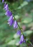 Campanula rapunculoides