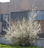 Prunus cerasifera