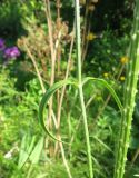 Dipsacus fullonum