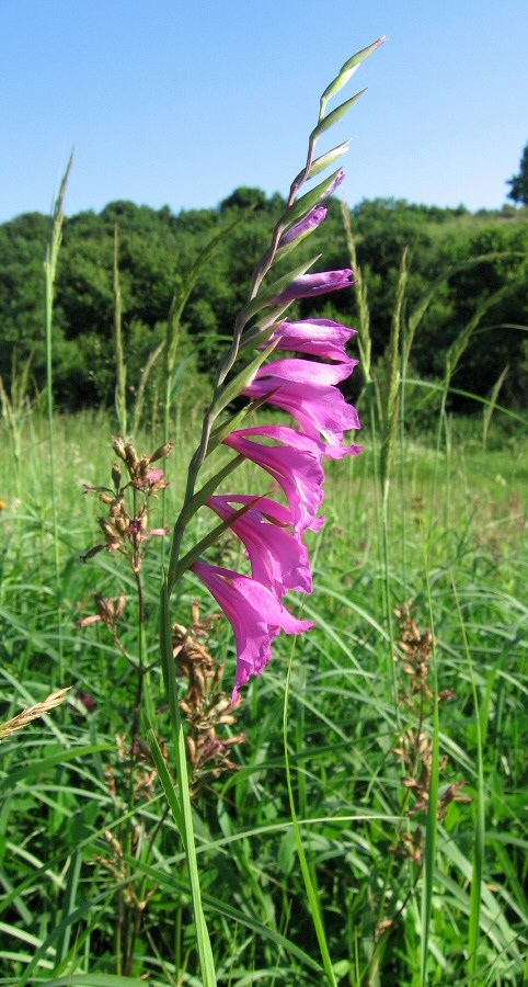 Image of Gladiolus imbricatus specimen.