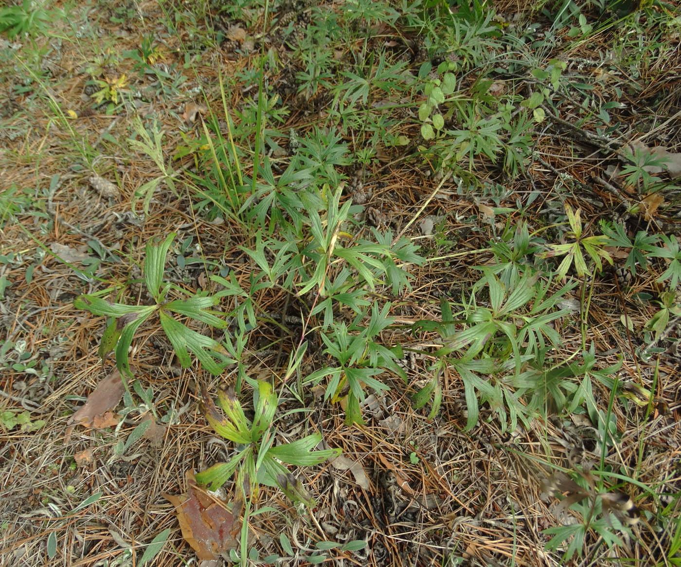 Image of Pulsatilla patens specimen.