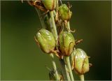 род Ornithogalum