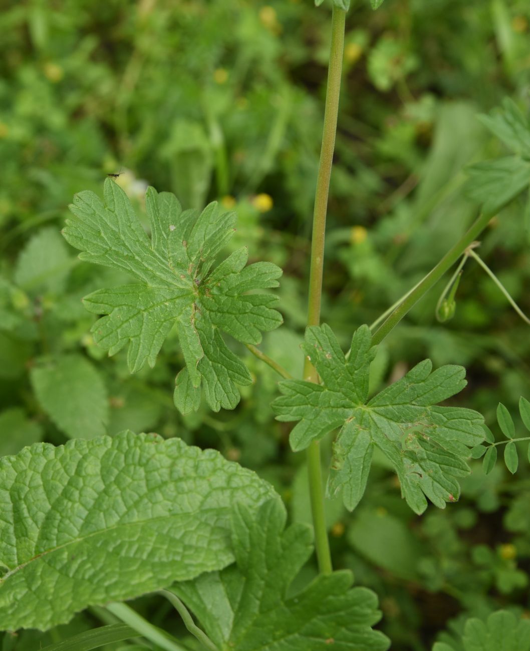 Image of Geranium depilatum specimen.