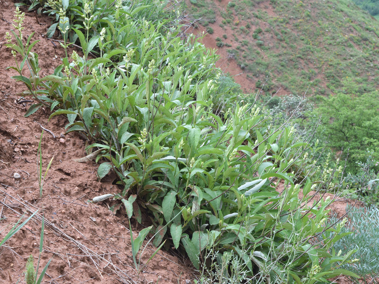 Изображение особи Salvia korolkowii.