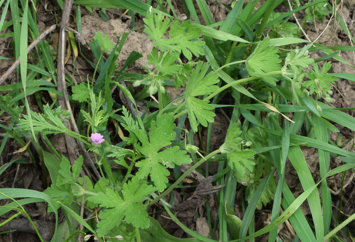 Image of Geranium divaricatum specimen.