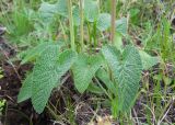 Phlomoides tuberosa
