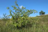 Malus domestica. Плодоносящее растение; слева - Frangula alnus, справа - Pinus sylvestris. Псковская обл., Печорский р-н, окр. дер. Вастцы, суходольный злаково-разнотравный луг на известняке. 18.08.2024.