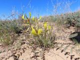 род Astragalus