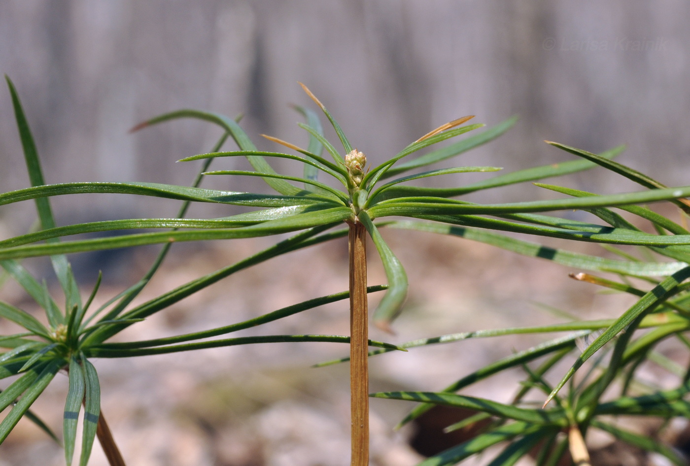 Image of Pinus koraiensis specimen.