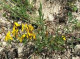 Genista tetragona