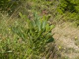 Dictamnus caucasicus