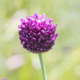 Allium rotundum