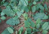 Salvia verbenaca. Зацветающее растение. Израиль, г. Кирьят-Оно, эвкалиптовый сквер. 28.02.2011.
