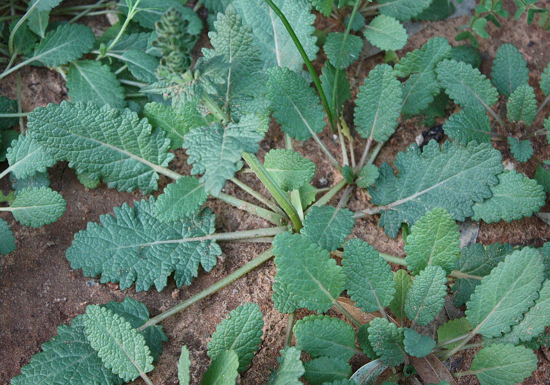 Изображение особи Salvia verbenaca.