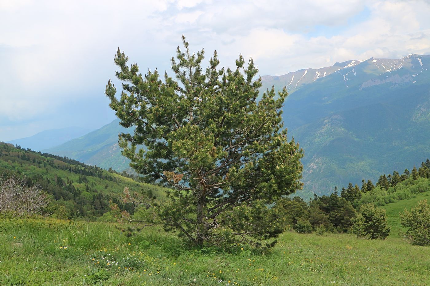 Изображение особи Pinus sylvestris ssp. hamata.