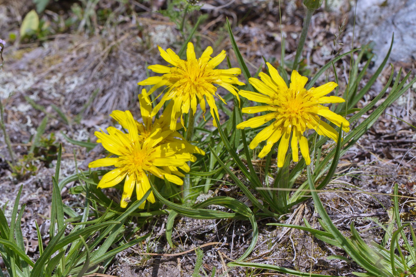 Image of genus Scorzonera specimen.