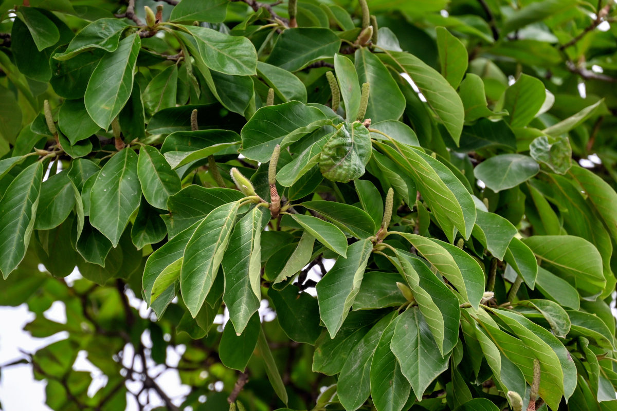 Image of Magnolia kobus specimen.