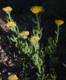 genus Achillea