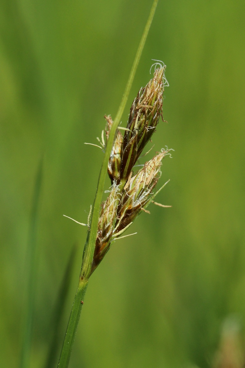 Изображение особи Carex leporina.