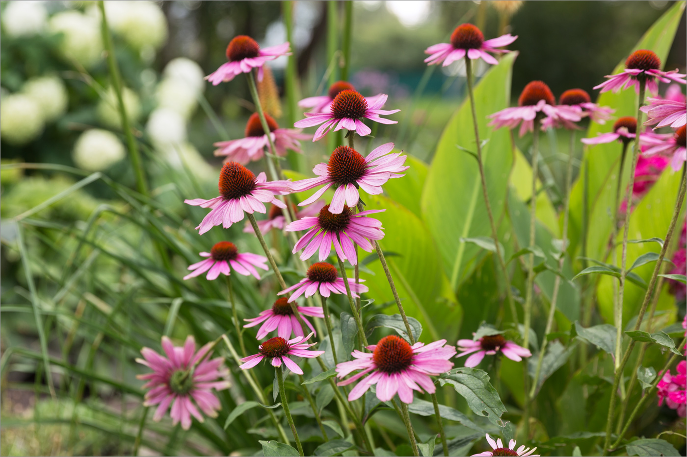 Изображение особи Echinacea purpurea.