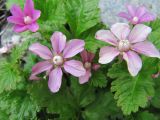 Rubus arcticus