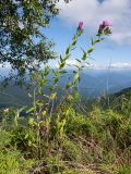 Linum hypericifolium. Цветущие растения. Адыгея, Кавказский биосферный запов., хр. Каменное Море, ≈ 2000 м н.у.м., задернованные известняковые скалы, поросшие Juniperus sabina. 19.07.2015.
