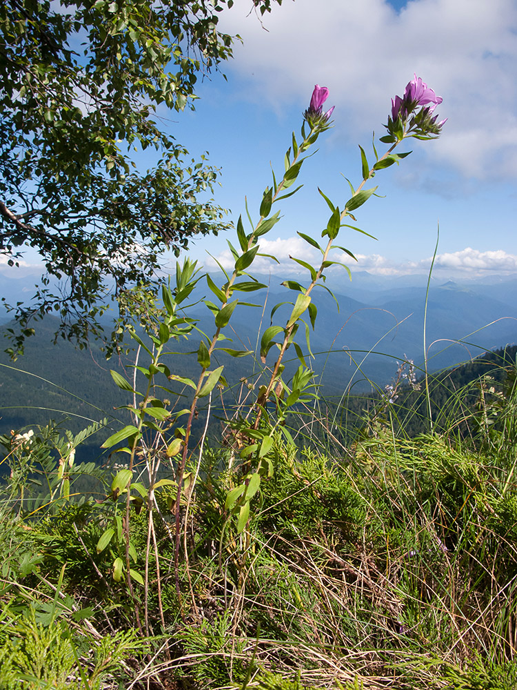 Image of Linum hypericifolium specimen.