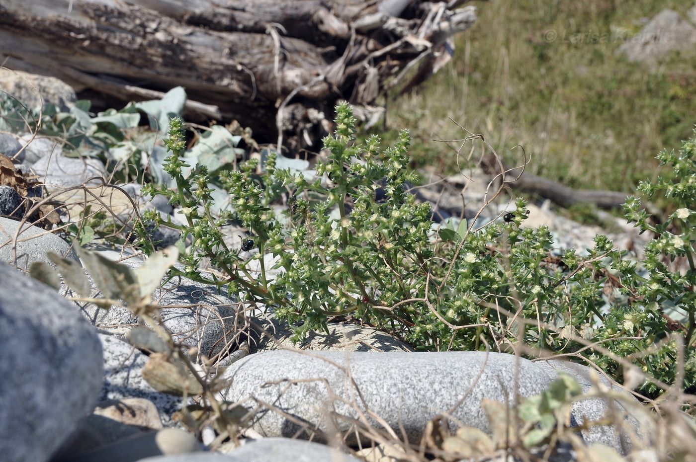 Image of Salsola komarovii specimen.