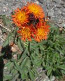 Pilosella aurantiaca