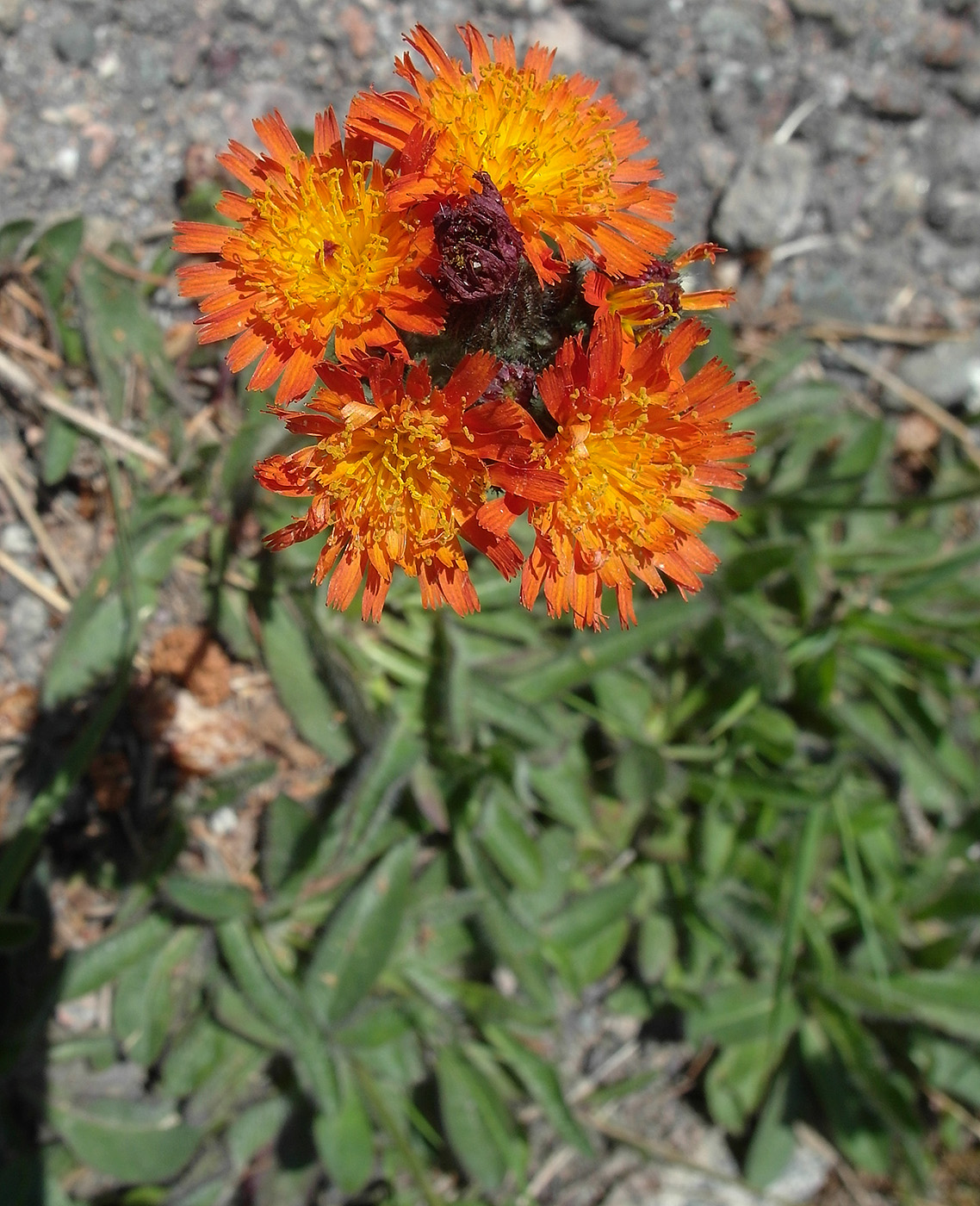 Image of Pilosella aurantiaca specimen.