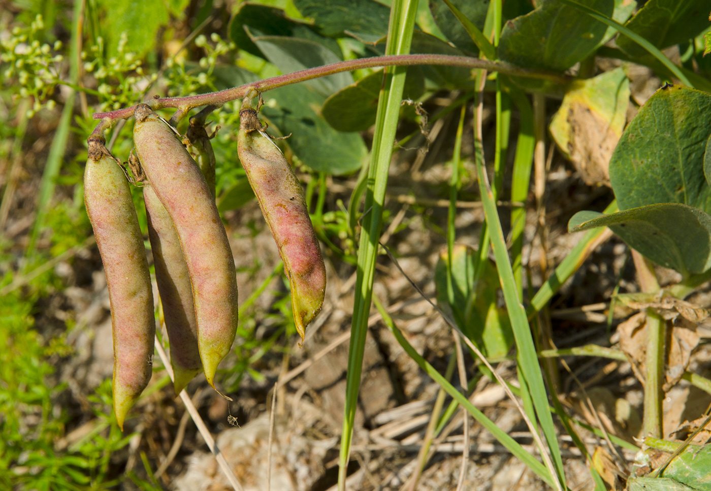 Image of Lathyrus japonicus ssp. pubescens specimen.