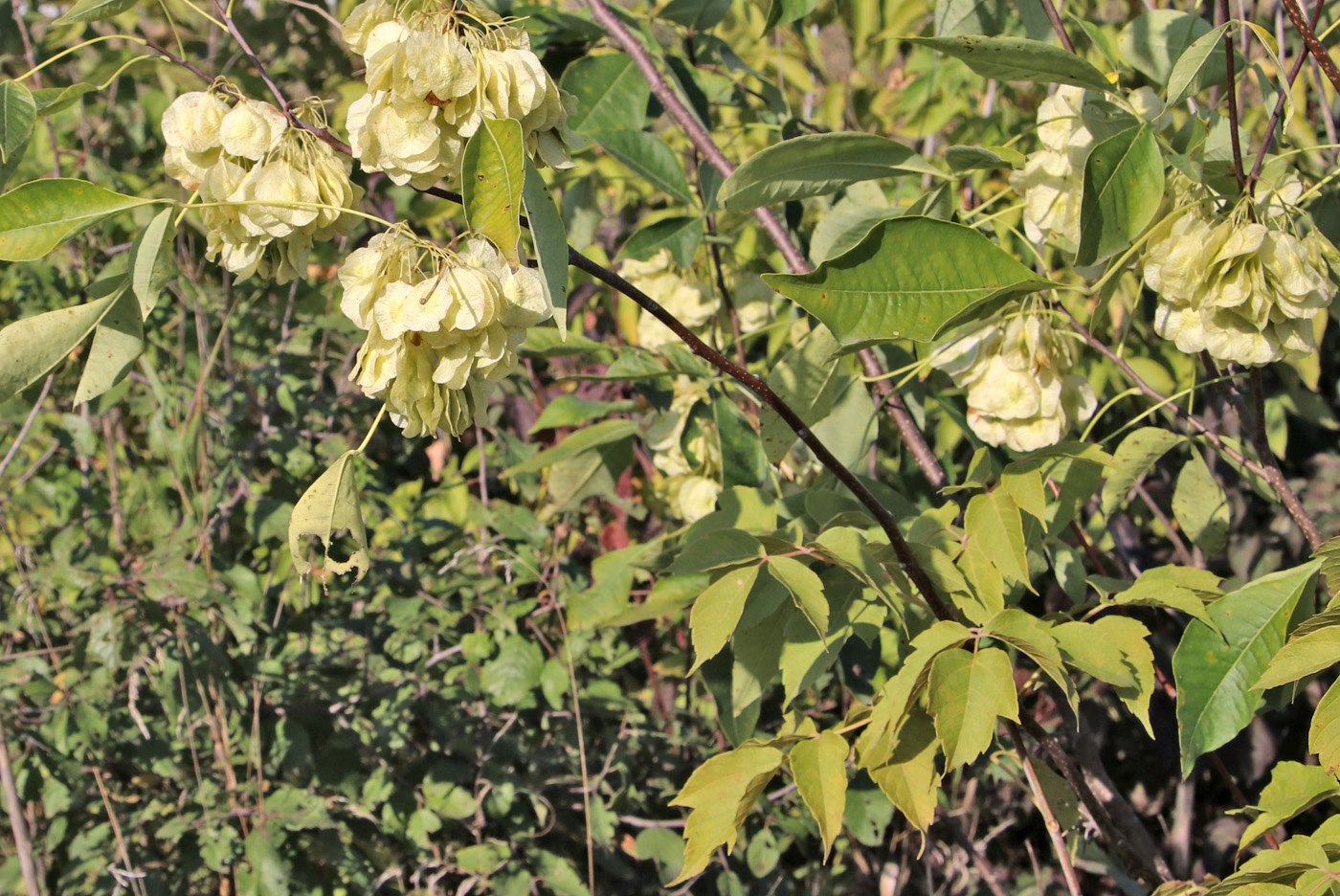 Изображение особи Ptelea trifoliata.