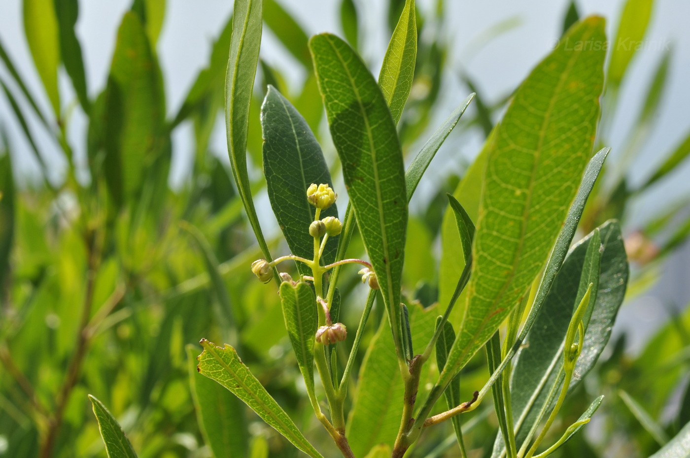 Изображение особи род Dodonaea.