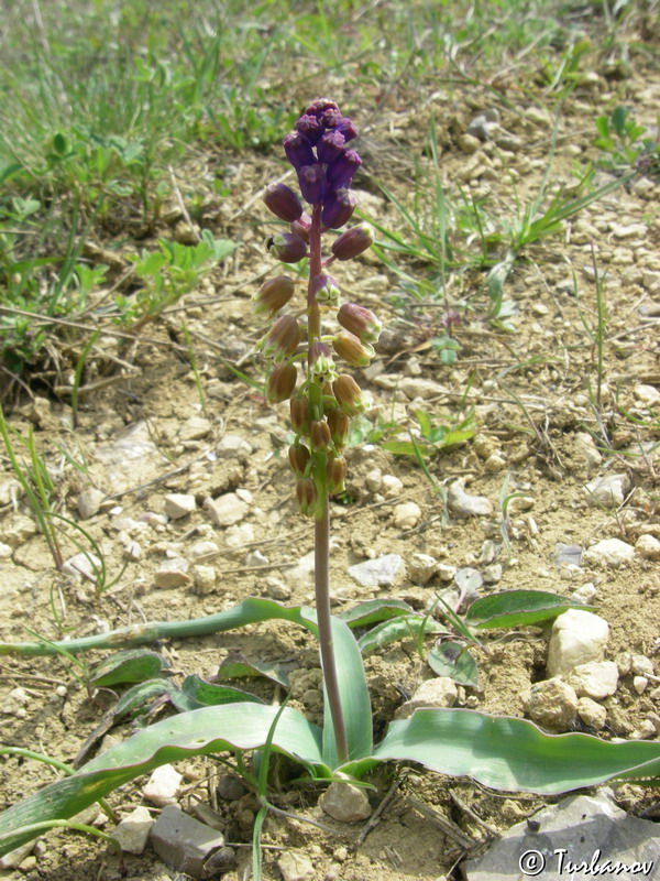 Image of genus Bellevalia specimen.