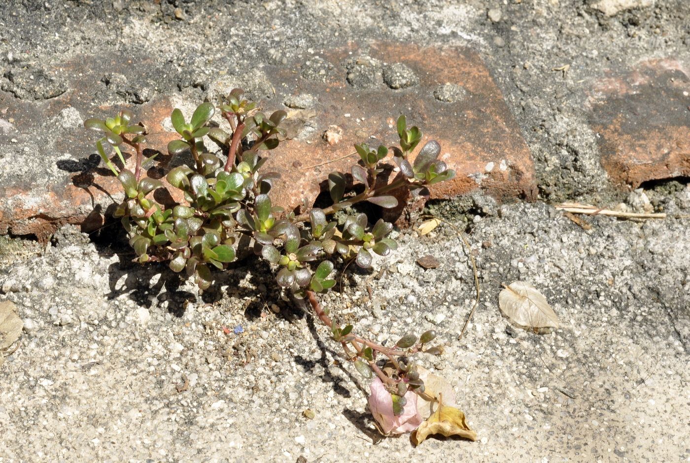 Image of Portulaca oleracea specimen.
