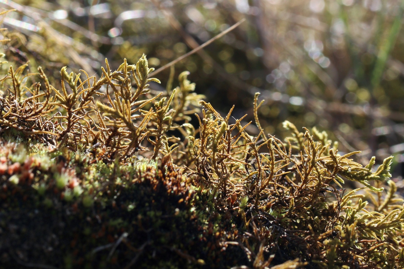 Image of Abietinella abietina specimen.