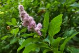 Spiraea salicifolia. Верхушка побега с соцветием. Москва, Измайловский парк. 13.07.2024.