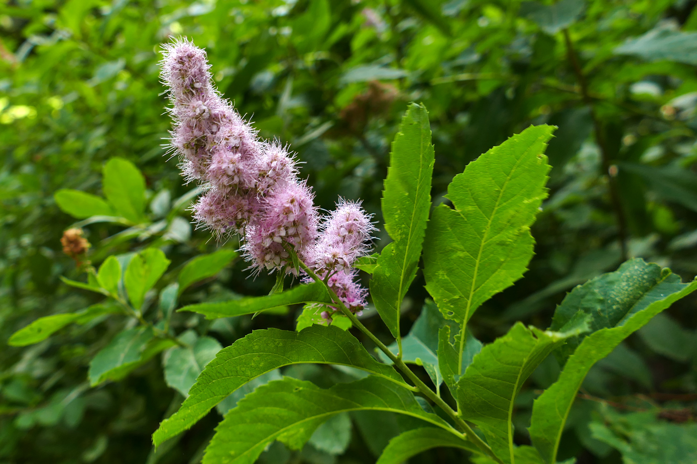 Изображение особи Spiraea salicifolia.