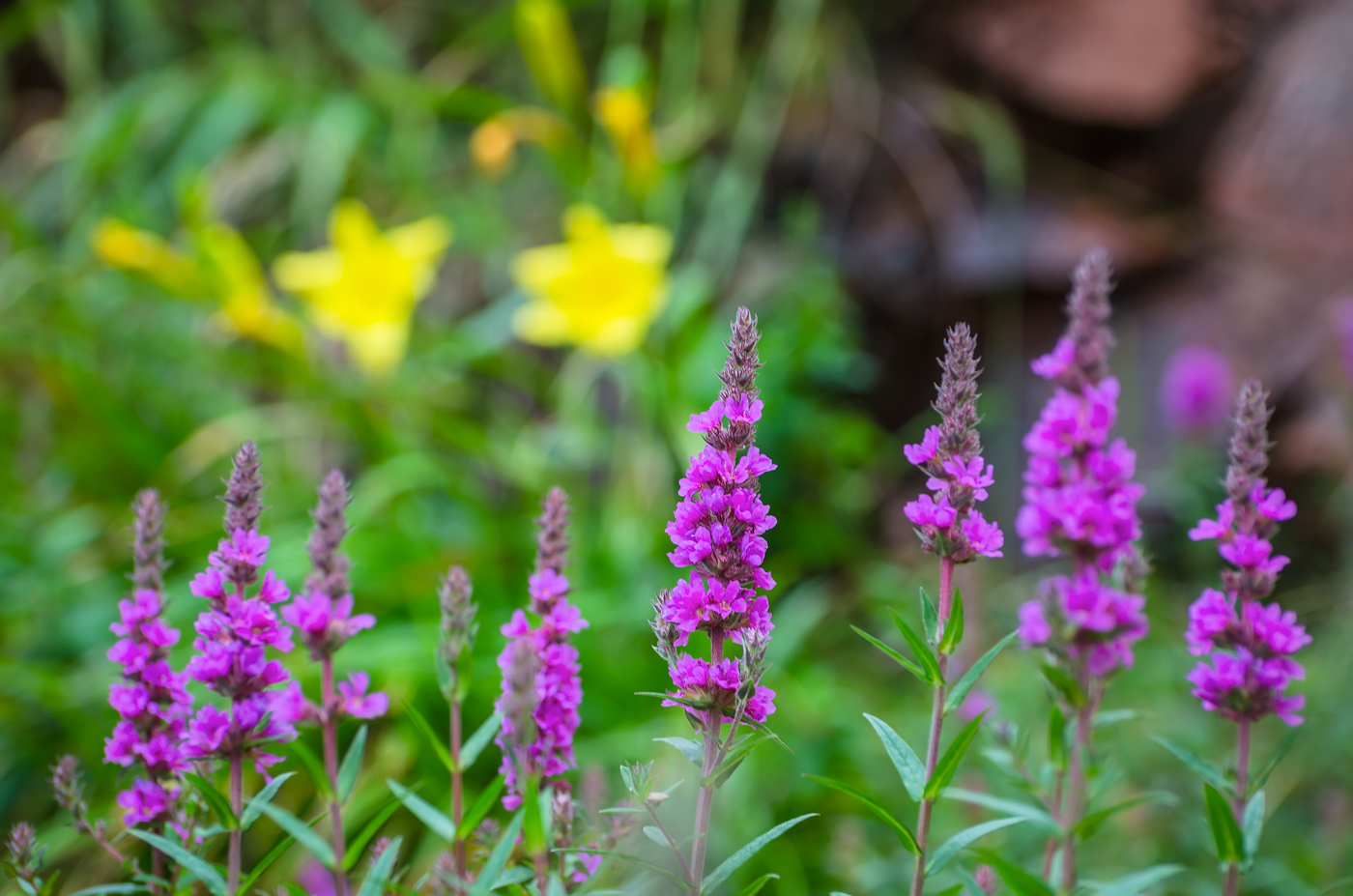 Image of Lythrum salicaria specimen.