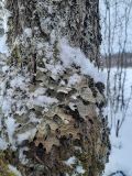 Lobaria pulmonaria. Таллом в сообществе мхов и других видов лишайников. Ленинградская обл., Гатчинский р-н, окр. дер. Кремено, на коре лиственного дерева. 13.02.2026.