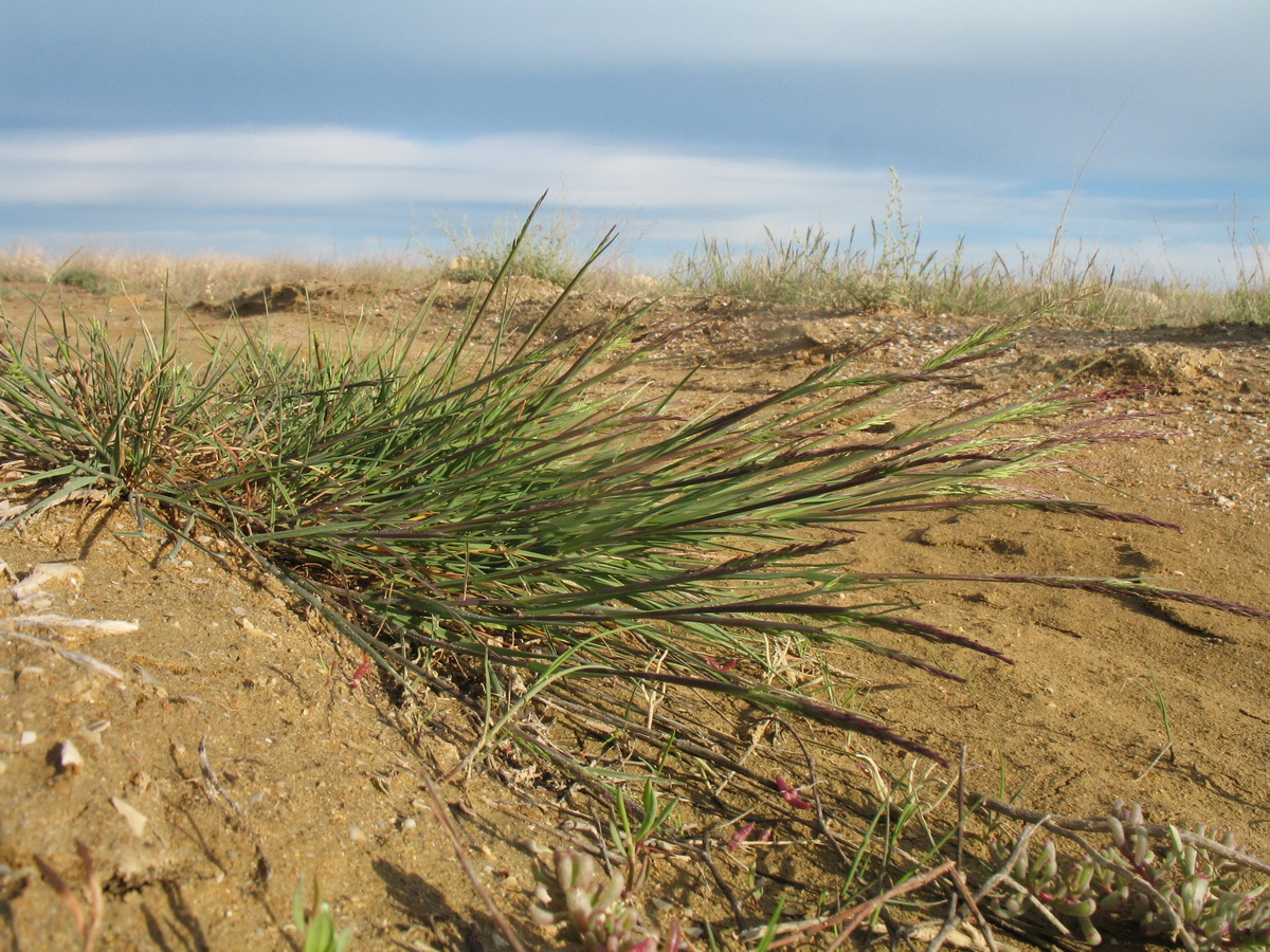 Image of familia Poaceae specimen.