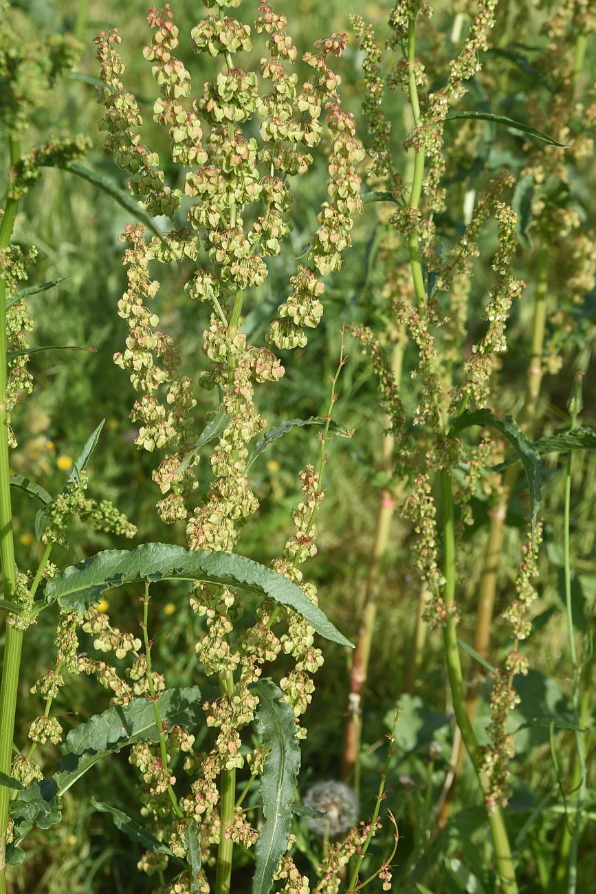 Image of genus Rumex specimen.