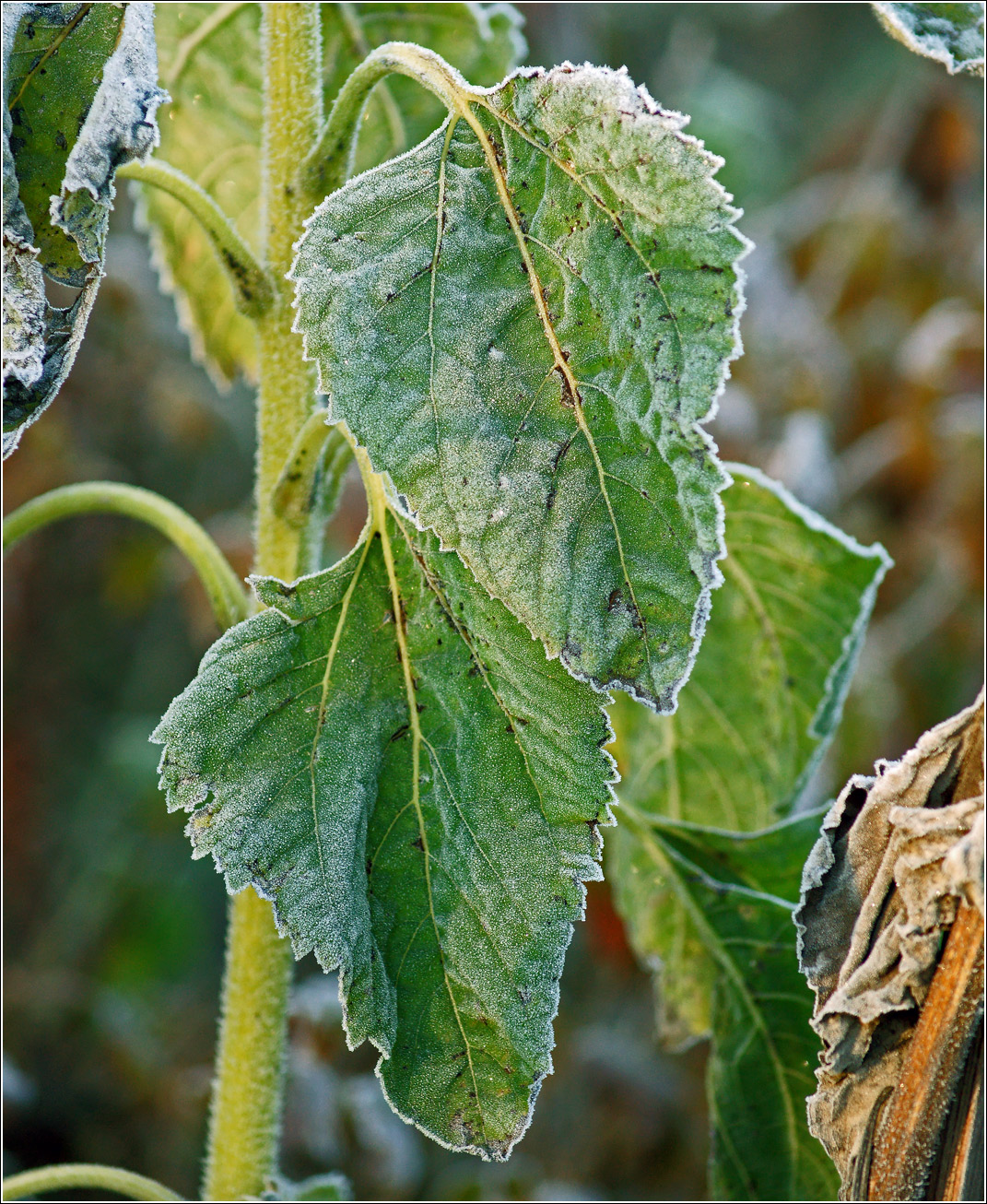 Image of Helianthus annuus specimen.