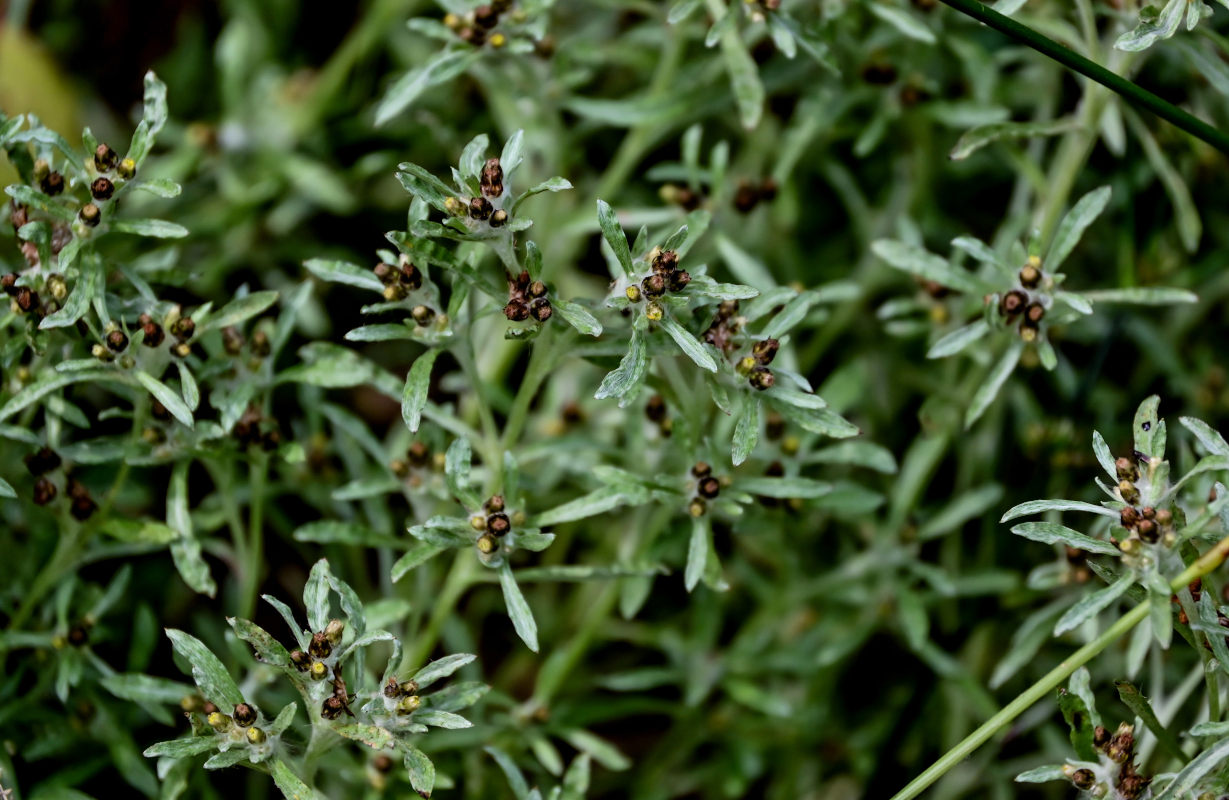 Изображение особи Gnaphalium uliginosum.