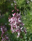 Смотреть изображение Dictamnus caucasicus