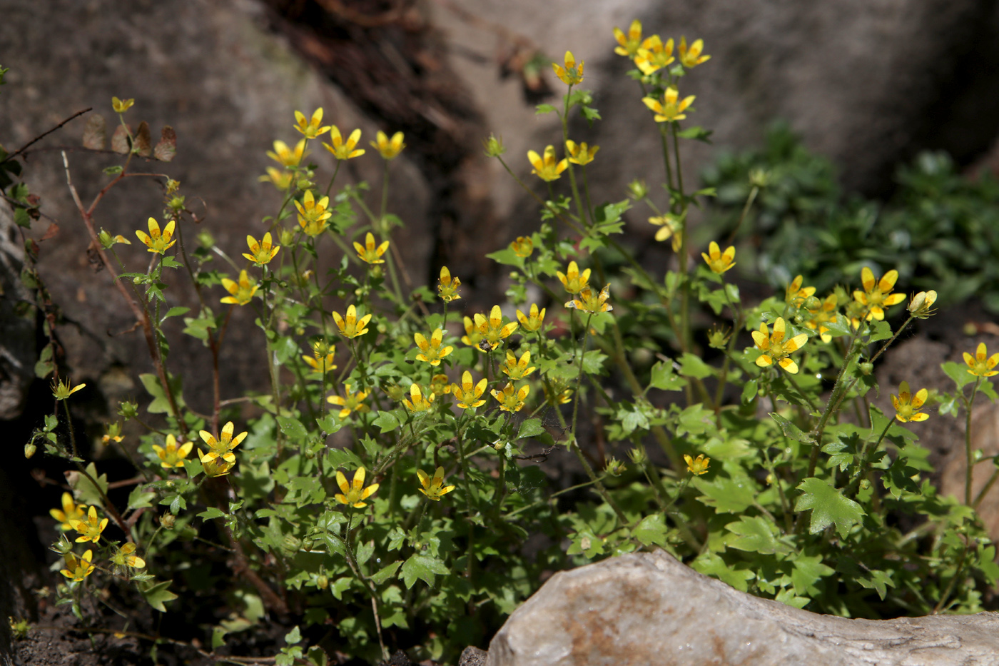 Image of Saxifraga cymbalaria specimen.