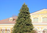 genus Picea