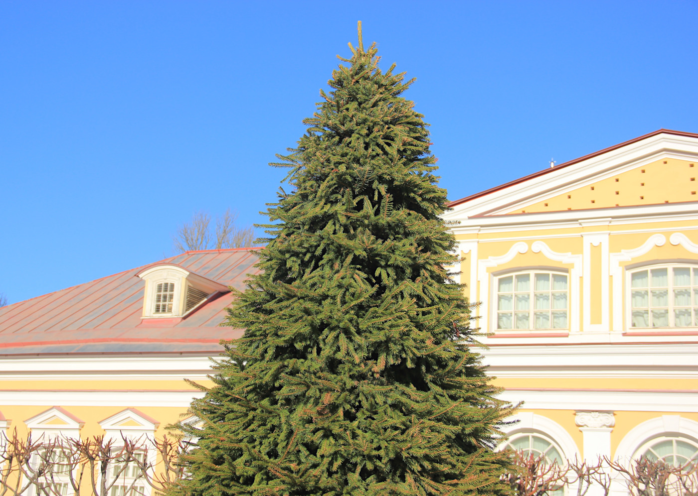 Изображение особи род Picea.
