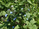 Brunnera sibirica. Верхушки цветущих растений. Хабаровский край, г. Комсомольск-на-Амуре, обочина грунтовой дороги. 19.05.2026.
