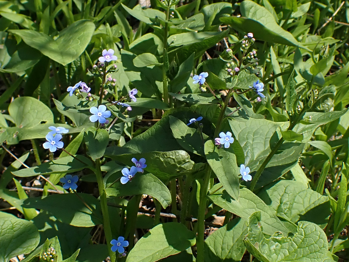 Image of Brunnera sibirica specimen.